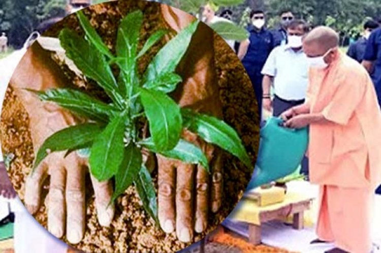 उत्तर प्रदेश में मानसून के मौसम में 35 करोड़ पौधे लगाएगी यूपी सरकार