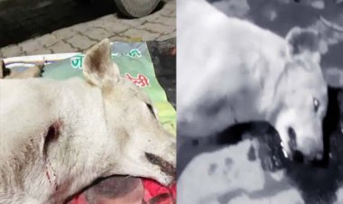 कानपुर में एक दबंग ने भौंकने पर दो कुत्तों को गोली मार दी। इसमें एक की मौके पर ही मौत हो गई, जबकि दूसरे का चल रहा इलाज