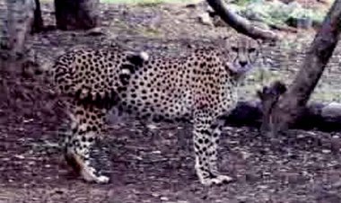 कूनो नेशनल पार्क चीता के उत्तर प्रदेश की ओर बढ़ने पर अलर्ट जारी