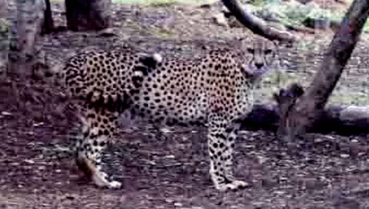 कूनो नेशनल पार्क चीता के उत्तर प्रदेश की ओर बढ़ने पर अलर्ट जारी